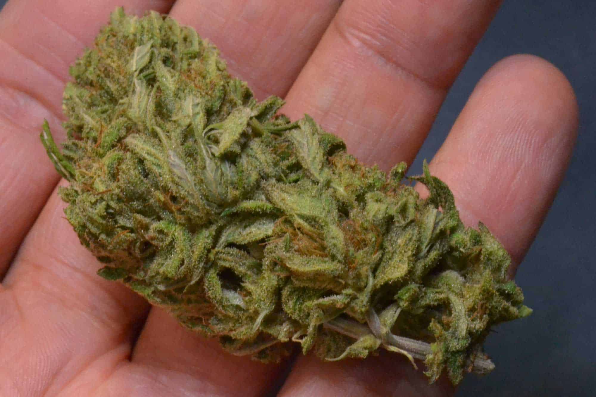 suver haze strain review