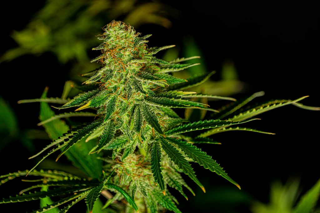 honolulu haze cbd strain review